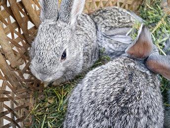 《龙腾世纪：影障守护者》是任务型游戏而非开放世界游戏